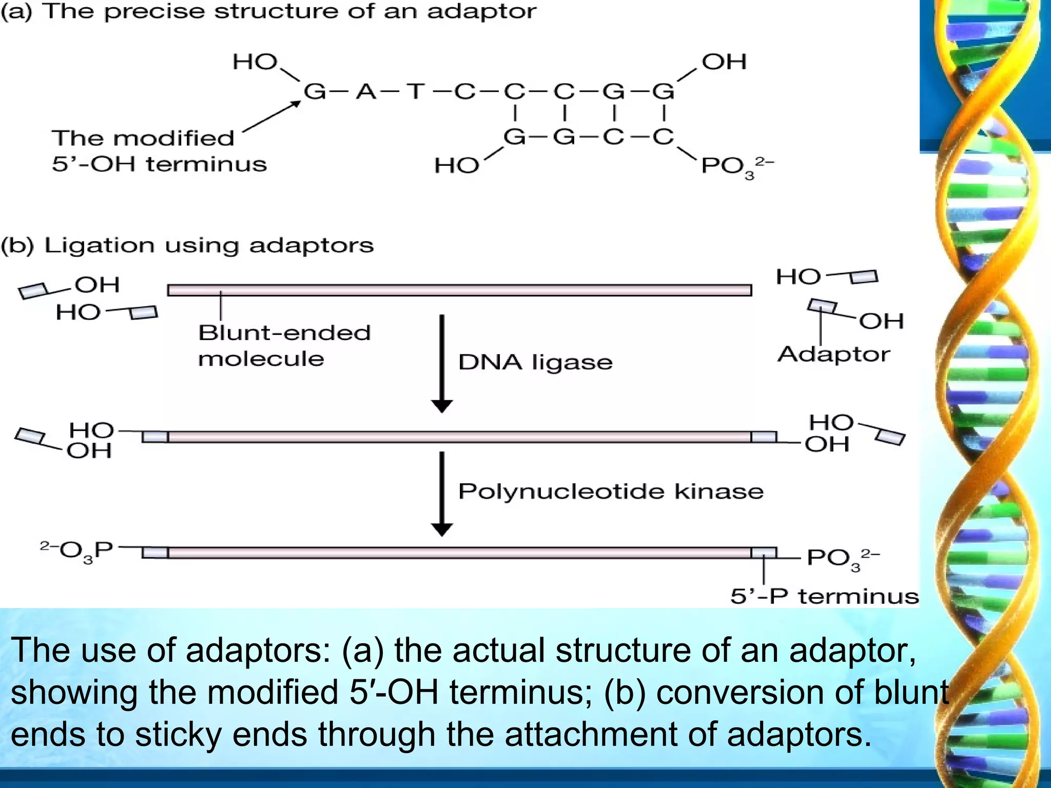 The use of adaptors: (a) the actual structure of an adaptor,
showing the modified 5′-OH terminus; (b) conversion of blunt
ends to sticky ends through the attachment of adaptors.

 