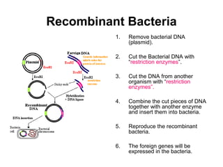 Recombinant Bacteria 
1. Remove bacterial DNA 
(plasmid). 
2. Cut the Bacterial DNA with 
“restriction enzymes”. 
3. Cut the DNA from another 
organism with “restriction 
enzymes”. 
4. Combine the cut pieces of DNA 
together with another enzyme 
and insert them into bacteria. 
5. Reproduce the recombinant 
bacteria. 
6. The foreign genes will be 
expressed in the bacteria. 
 