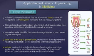Applications of Genetic Engineering
in Medicine:
4) Tissue engineering:
 According to their source stem cells are divided into "adult “ which are
multipotent, and "embryonic" stem cells, that are mostly pluripotent.
 Stem cells can become almost any other kind of cell, they are waiting for a
signal that will tell them what kind of tissue cell to become.
 stem cells may be useful for the repair of damaged tissues, or may be used
to grow new organs.
 Stem cells in the pulp of primary teeth, characterized as multipotent cells,
have the potential to be used in both dental and medical applications.
 such as: treatment of periodontal disease, diabetes, spinal cord injury,
stroke, heart attack, burn, rheumatoid arthritis and Parkinson's and
Alzheimer's, and regenerate many types of tissue in the body.
 