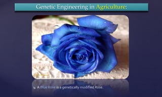  A Blue Rose is a genetically modified Rose.
Genetic Engineering in Agriculture:
 