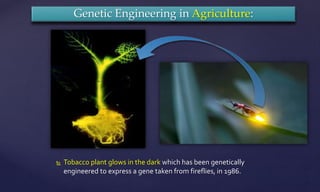  Tobacco plant glows in the dark which has been genetically
engineered to express a gene taken from fireflies, in 1986.
Genetic Engineering in Agriculture:
 