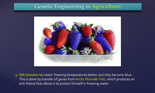  GM strawberries resist freezing temperatures better, but they become blue..
This is done by transfer of genes from Arctic Flounder Fish, which produces an
anti-freeze that allows it to protect himself in freezing water.
Genetic Engineering in Agriculture:
 