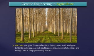  GM trees are grow faster and easier to break down, with less lignin
better to make paper, which could reduce the amount of chemicals and
energy used in the papermaking process.
Genetic Engineering in Agriculture:
 