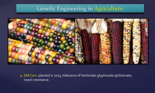 Genetic Engineering in Agriculture:
 GM Corn planted in 2013, tolerance of herbicides glyphosate glufosinate,
insect resistance.
 