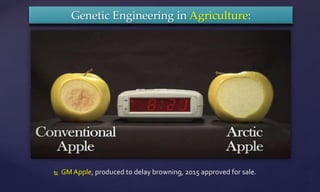  GM Apple, produced to delay browning, 2015 approved for sale.
Genetic Engineering in Agriculture:
 