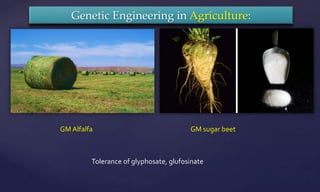 Genetic Engineering in Agriculture:
GM Alfalfa GM sugar beet
Tolerance of glyphosate, glufosinate
 