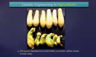 Genetic Engineering in Agriculture:
 GM squash, Resistance to watermelon, cucumber yellow mosaic
viruses, 2005.
 