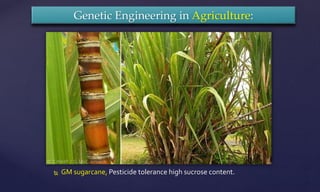  GM sugarcane, Pesticide tolerance high sucrose content.
Genetic Engineering in Agriculture:
 