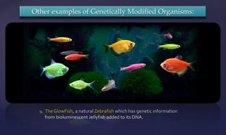  The GlowFish, a natural Zebrafish which has genetic information
from bioluminescent Jellyfish added to its DNA.
Other examples of Genetically Modified Organisms:
 