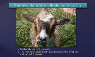  Goats make silk protein in milk.
 This “Silk milk” could then be used to manufacture a web-like
material called Biosteel.
Other examples of Genetically Modified Organisms:
 