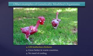  GM featherless chickens:
 Grow better in warm countries.
 No need of cooling.
Other examples of Genetically Modified Organisms:
 