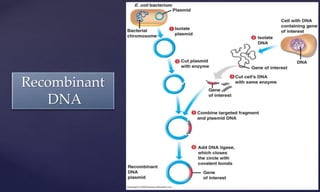 Recombinant
DNA
 
