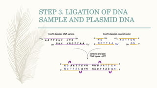 STEP 3. LIGATION OF DNA
SAMPLE AND PLASMID DNA
 