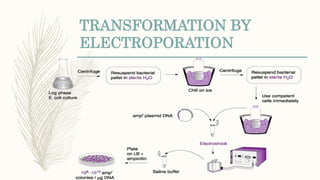 TRANSFORMATION BY
ELECTROPORATION
 