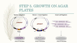 STEP 5. GROWTH ON AGAR
PLATES
 