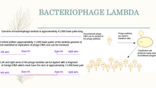 BACTERIOPHAGE LAMBDA
 