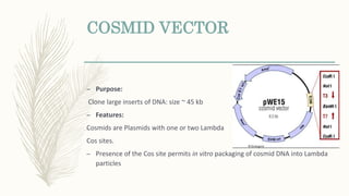 COSMID VECTOR
– Purpose:
Clone large inserts of DNA: size ~ 45 kb
– Features:
Cosmids are Plasmids with one or two Lambda
Cos sites.
– Presence of the Cos site permits in vitro packaging of cosmid DNA into Lambda
particles
 