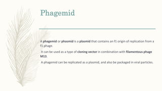 Phagemid
A phagemid or phasmid is a plasmid that contains an f1 origin of replication from a
f1 phage.
It can be used as a type of cloning vector in combination with filamentous phage
M13.
A phagemid can be replicated as a plasmid, and also be packaged in viral particles.
 