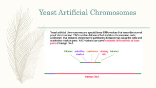 Yeast Artificial Chromosomes
 