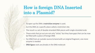 How is foreign DNA Inserted
into a Plasmid?
– To open up the DNA a restriction enzyme is used.
– Cut the DNA at a specific place called a restriction site.
– The result is a set of double-stranded DNA pieces with single-stranded ends
– These ends that jut out are not only "sticky" but they have gaps that can be now
be filled with a piece of foreign DNA
– For DNA from an outside source to bond with an original fragment, one more
enzyme is needed
– DNA ligase seals any breaks in the DNA molecule
 