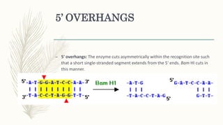 5’ OVERHANGS
– 5' overhangs: The enzyme cuts asymmetrically within the recognition site such
that a short single-stranded segment extends from the 5' ends. Bam HI cuts in
this manner.
 