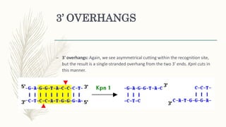 3’ OVERHANGS
– 3' overhangs: Again, we see asymmetrical cutting within the recognition site,
but the result is a single-stranded overhang from the two 3' ends. KpnI cuts in
this manner.
 