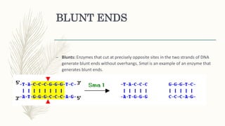 BLUNT ENDS
– Blunts: Enzymes that cut at precisely opposite sites in the two strands of DNA
generate blunt ends without overhangs. SmaI is an example of an enzyme that
generates blunt ends.
 