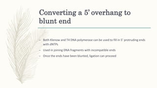 Converting a 5’ overhang to
blunt end
– Both Klenow and T4 DNA polymerase can be used to fill in 5’ protruding ends
with dNTPs
– Used in joining DNA fragments with incompatible ends
– Once the ends have been blunted, ligation can proceed
 