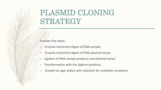 PLASMID CLONING
STRATEGY
Involves five steps:
– Enzyme restriction digest of DNA sample.
– Enzyme restriction digest of DNA plasmid vector.
– Ligation of DNA sample products and plasmid vector.
– Transformation with the ligation products.
– Growth on agar plates with selection for antibiotic resistance.
 