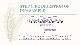 STEP 1. RE DIGESTION OF
DNA SAMPLE
 