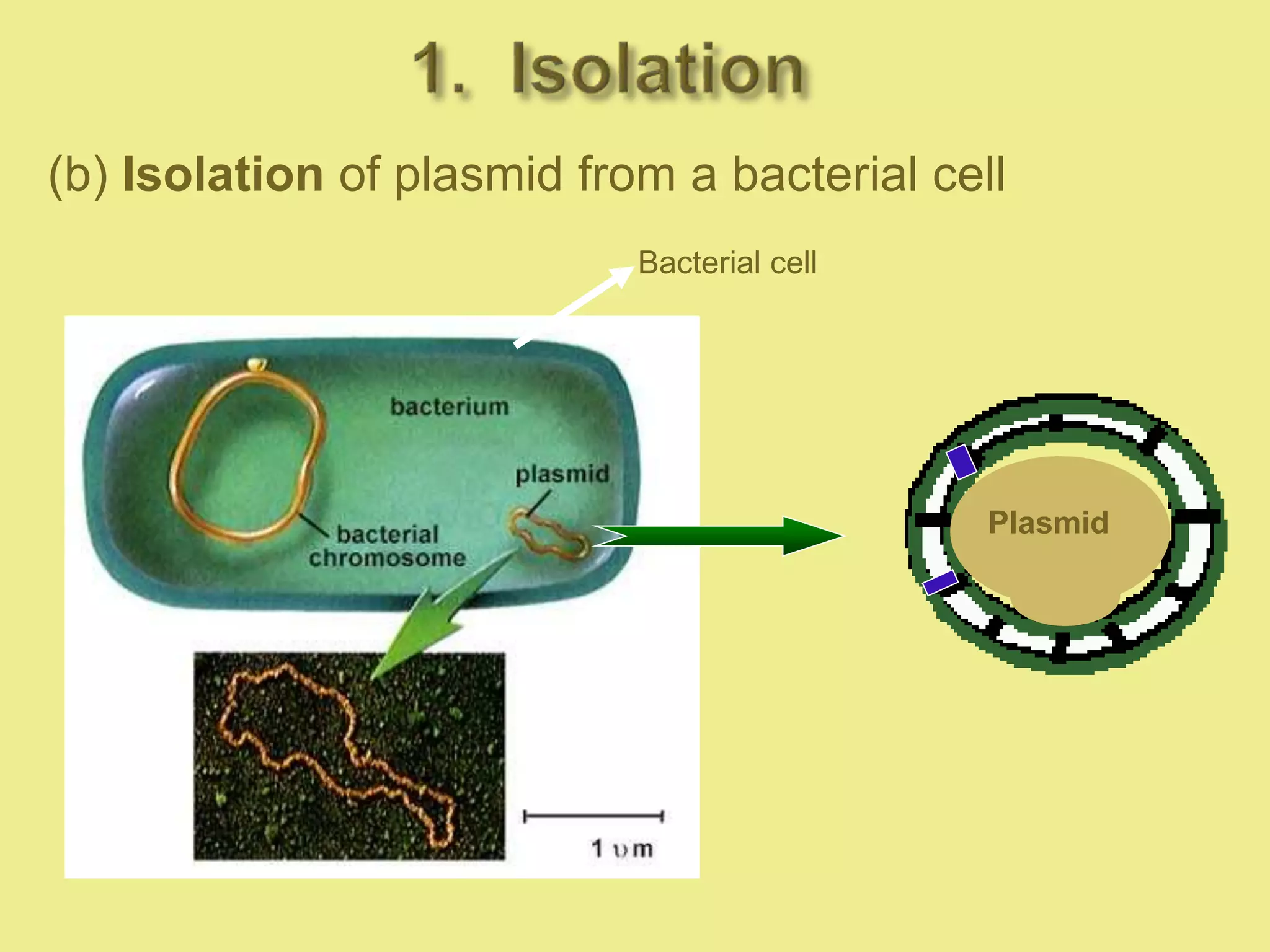 Bacterial cell
Plasmid
(b) Isolation of plasmid from a bacterial cell
 