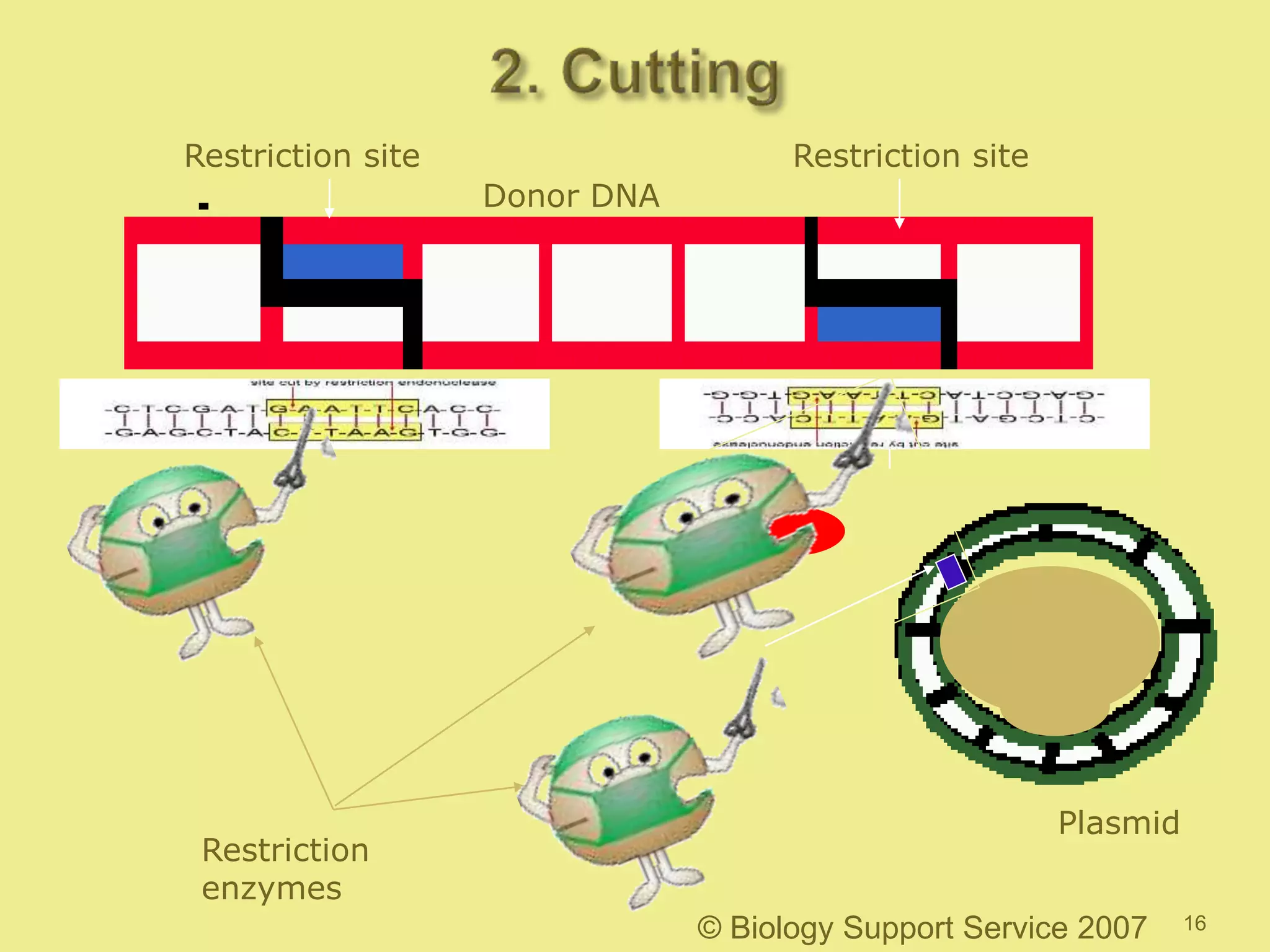16
Plasmid
Restriction site Restriction site
Donor DNA
© Biology Support Service 2007
Restriction
enzymes
 
