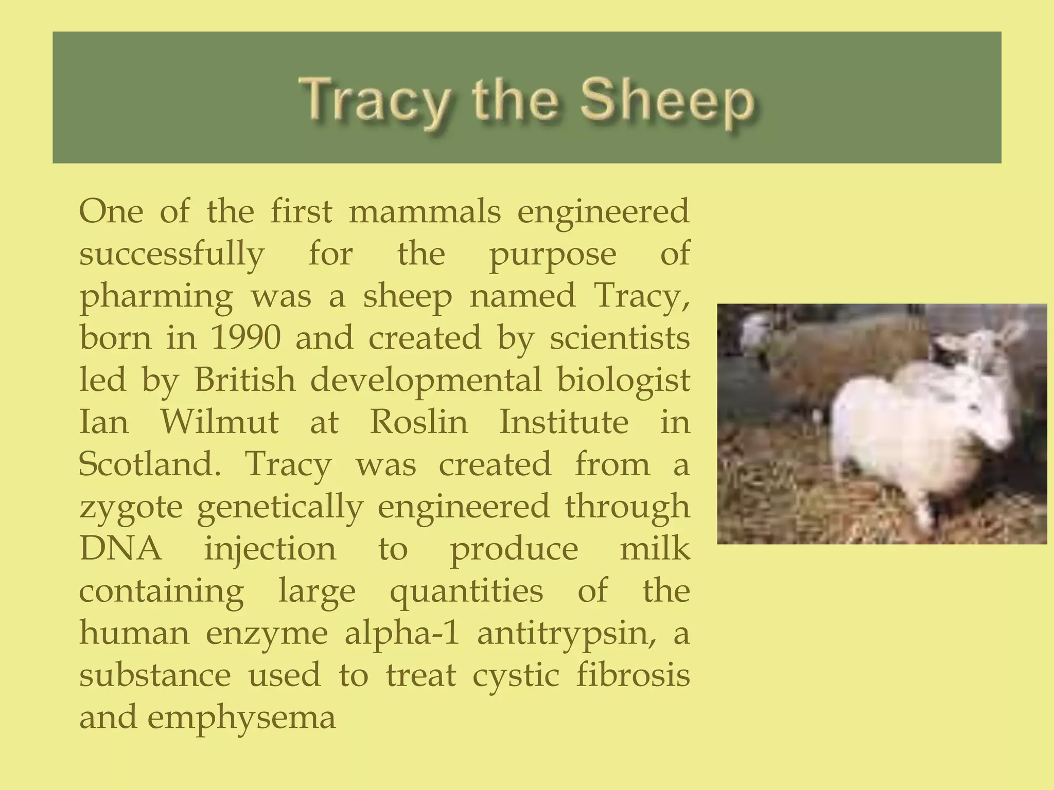 One of the first mammals engineered
successfully for the purpose of
pharming was a sheep named Tracy,
born in 1990 and created by scientists
led by British developmental biologist
Ian Wilmut at Roslin Institute in
Scotland. Tracy was created from a
zygote genetically engineered through
DNA injection to produce milk
containing large quantities of the
human enzyme alpha-1 antitrypsin, a
substance used to treat cystic fibrosis
and emphysema
 