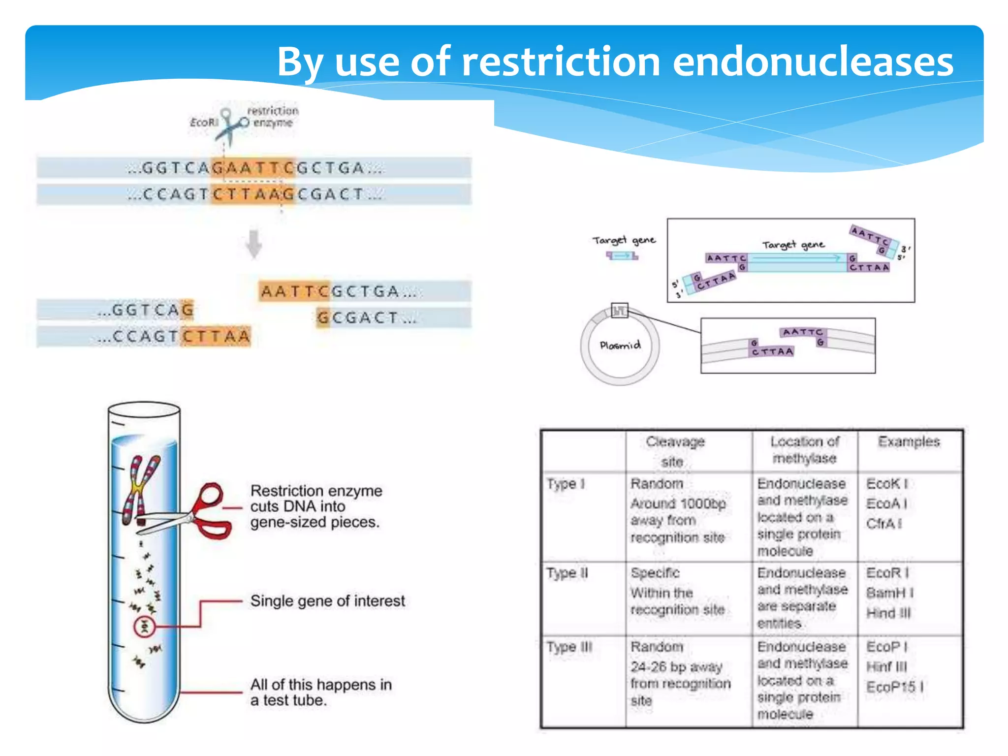 By use of restriction endonucleases
 