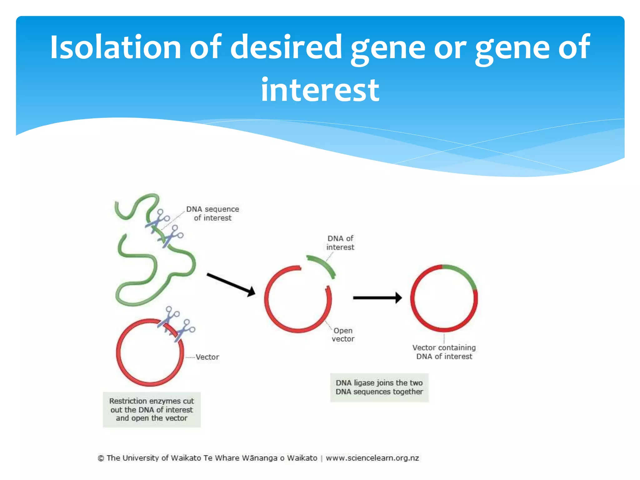 Isolation of desired gene or gene of
interest
 