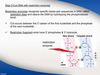 Step 2-Cut DNA with restriction enzymes
Restriction enzymes recognize specific bases pair sequences in DNA called
restriction sites and cleave the DNA by hydrolyzing the phosphodiester
bond.
 Cut occurs between the 3’ carbon of the first nucleotide and the phosphate
of the next nucleotide.
 Restriction fragment ends have 5’ phosphates & 3’ hydroxyls.
restriction
enzyme
 