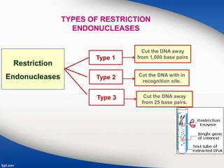Restriction
Endonucleases
Type 1
Type 2
Type 3
Cut the DNA away
from 1,000 base pairs
Cut the DNA with in
recognition site.
Cut the DNA away
from 25 base pairs.
TYPES OF RESTRICTION
ENDONUCLEASES
 