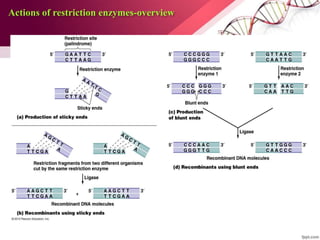 Actions of restriction enzymes-overview
 