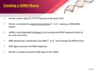 • Anneal a short oligo dT (TTTTTT) primer to the poly-A tail.
• Primer is extended by reverse transcriptase 5’ to 3’ creating a mRNA-DNA
hybrid.
• mRNA is next degraded by Rnase H, but leaving small RNA fragments intact to
be used as primers.
• DNA polymerase I synthesizes new DNA 5’ to 3’ and removes the RNA primers.
• DNA ligase connects the DNA fragments.
• Result is a double-stranded cDNA copy of the mRNA.
Creating a cDNA library
 