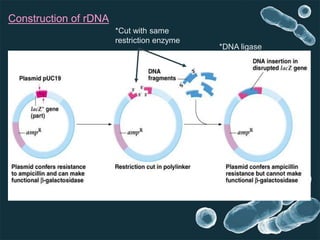 *Cut with same
restriction enzyme
*DNA ligase
Construction of rDNA
 