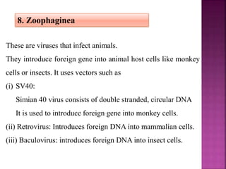8. Zoophaginea
These are viruses that infect animals.
They introduce foreign gene into animal host cells like monkey
cells or insects. It uses vectors such as
(i) SV40:
Simian 40 virus consists of double stranded, circular DNA
It is used to introduce foreign gene into monkey cells.
(ii) Retrovirus: Introduces foreign DNA into mammalian cells.
(iii) Baculovirus: introduces foreign DNA into insect cells.
 