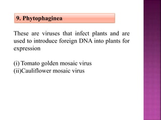 9. Phytophaginea
These are viruses that infect plants and are
used to introduce foreign DNA into plants for
expression
(i) Tomato golden mosaic virus
(ii)Cauliflower mosaic virus
 