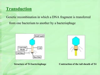 Transduction
Genetic recombination in which a DNA fragment is transferred
from one bacterium to another by a bacteriophage
Structure of T4 bacteriophage Contraction of the tail sheath of T4
 