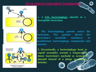 Seven steps in Generalised Transduction
1. A lytic bacteriophage adsorbs to a
susceptible bacterium.
2. The bacteriophage genome enters the
bacterium. The genome directs the
bacterium's metabolic machinery to
manufacture bacteriophage components and
enzymes
3. Occasionally, a bacteriophage head or
capsid assembles around a fragment of
donor bacterium's nucleoid or around a
plasmid instead of a phage genome by
mistake.
 