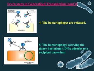 Seven steps in Generalised Transduction (cont’d)
4. The bacteriophages are released.
5. The bacteriophage carrying the
donor bacterium's DNA adsorbs to a
recipient bacterium
 