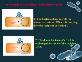 Seven steps in Generalised Transduction (contd)
6. The bacteriophage inserts the
donor bacterium's DNA it is carrying
into the recipient bacterium .
7. The donor bacterium's DNA is
exchanged for some of the recipient's
DNA.
 