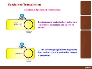 Six steps in Specialised Transduction
11. A temperate bacteriophage adsorbs to
a susceptible bacterium and injects its
genome .
2. The bacteriophage inserts its genome
into the bacterium's nucleoid to become
a prophage.
Specialised Transduction
 