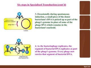 Six steps in Specialised Transduction (cont’d)
3. Occasionally during spontaneous
induction, a small piece of the donor
bacterium's DNA is picked up as part of the
phage's genome in place of some of the
phage DNA which remains in the
bacterium's nucleoid.
4. As the bacteriophage replicates, the
segment of bacterial DNA replicates as part
of the phage's genome. Every phage now
carries that segment of bacterial DNA.
 