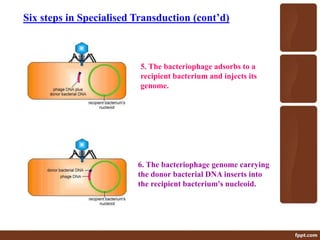 Six steps in Specialised Transduction (cont’d)
5. The bacteriophage adsorbs to a
recipient bacterium and injects its
genome.
6. The bacteriophage genome carrying
the donor bacterial DNA inserts into
the recipient bacterium's nucleoid.
 