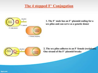 The 4 stepped F+ Conjugation
1. The F+ male has an F+ plasmid coding for a
sex pilus and can serve as a genetic donor
2. The sex pilus adheres to an F- female (recipient).
One strand of the F+ plasmid breaks
 